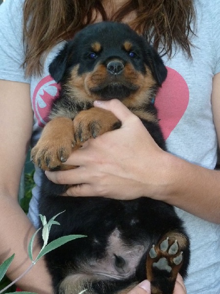 du puits a loups - Rottweiler - Portée née le 04/08/2015