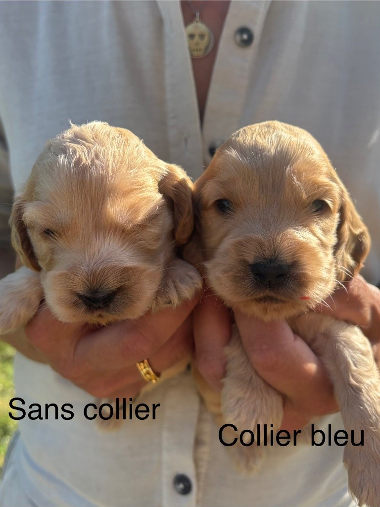 du puits a loups - Chiots disponibles - Cocker Spaniel Anglais