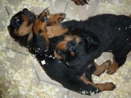 du puits a loups - Rottweiler - Portée née le 08/12/2010
