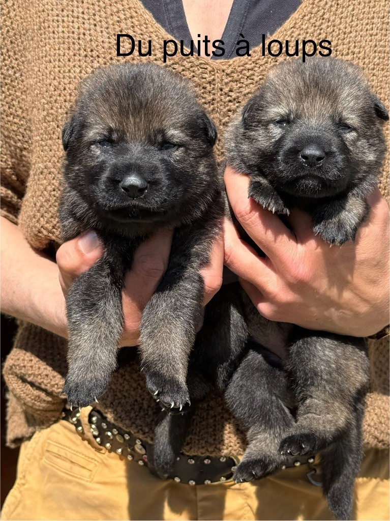 du puits a loups - Chiots disponibles - Berger Allemand