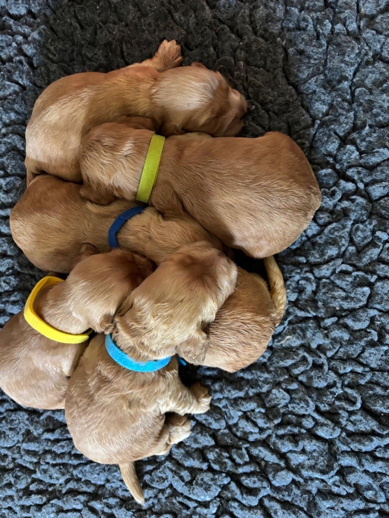 du puits a loups - Chiots disponibles - Cocker Spaniel Anglais