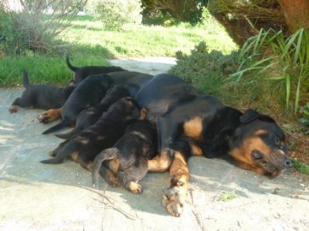 du puits a loups - Rottweiler - Portée née le 26/03/2013