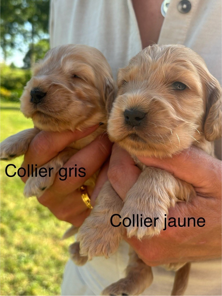du puits a loups - Chiots disponibles - Cocker Spaniel Anglais