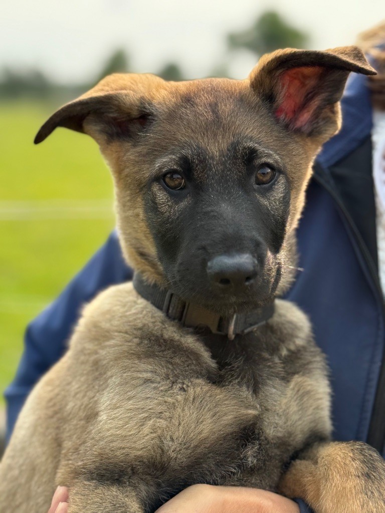 du puits a loups - Chiots disponibles - Berger Allemand