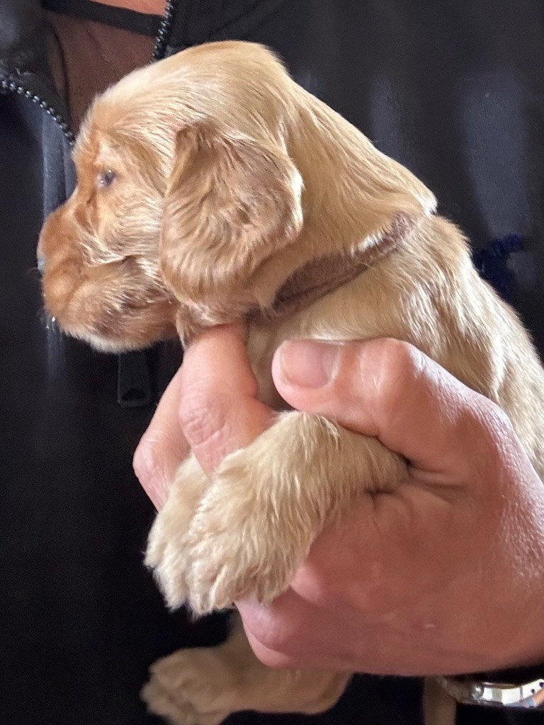 CHIOT 4