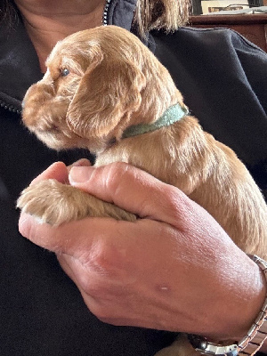 CHIOT 1