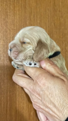 Chiot N°2