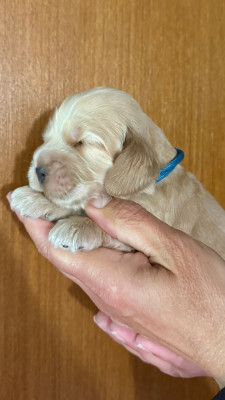 Chiot N°4