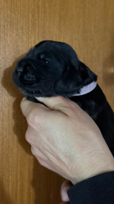 Chiot N°8