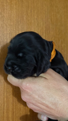 Chiot N°6