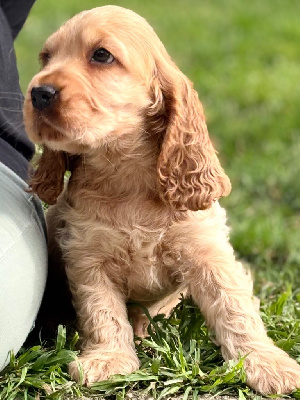 Achille 