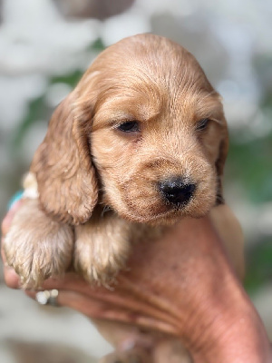 CHIOT 2