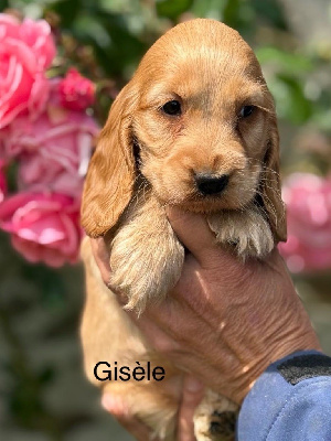 A Gisèle
