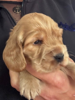 CHIOT 5
