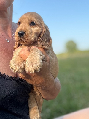 Rosie 