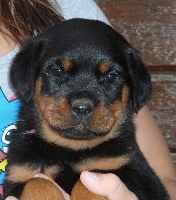 LYNKA
