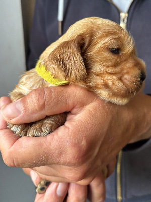 CHIOT 6