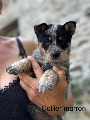 A BUDDY