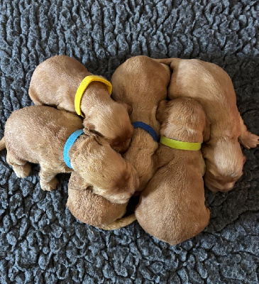 CHIOT 4