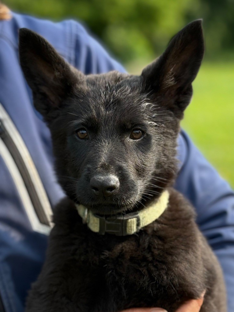 du puits a loups - Chiots disponibles - Berger Allemand