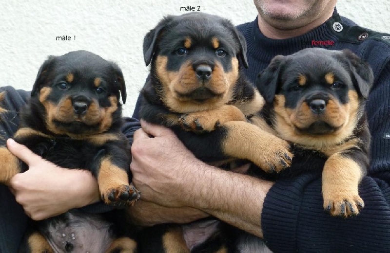 du puits a loups - Rottweiler - Portée née le 28/08/2012