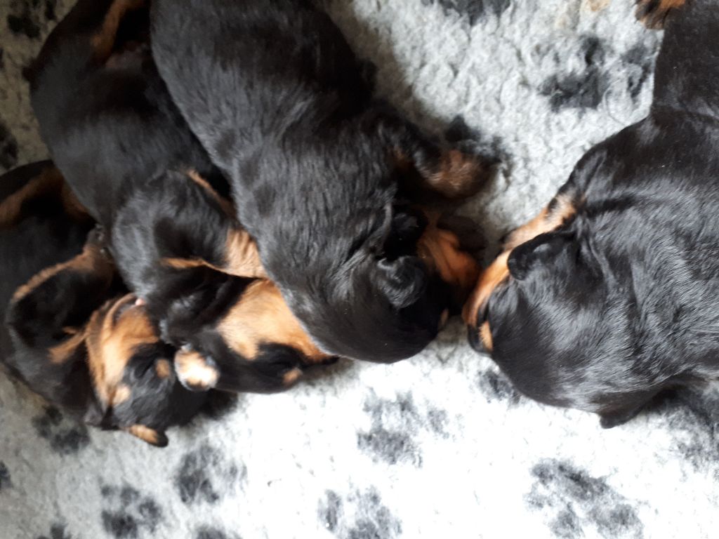 du puits a loups - Rottweiler - Portée née le 18/04/2019