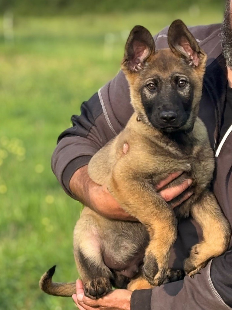 du puits a loups - Chiots disponibles - Berger Allemand