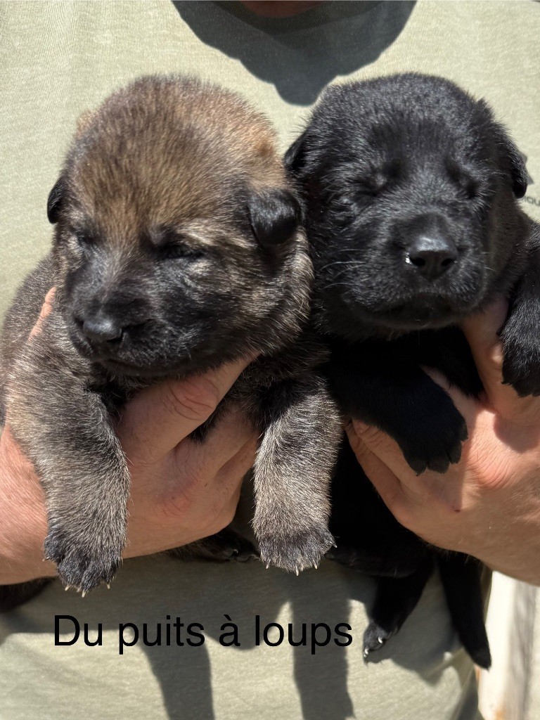 du puits a loups - Chiots disponibles - Berger Allemand