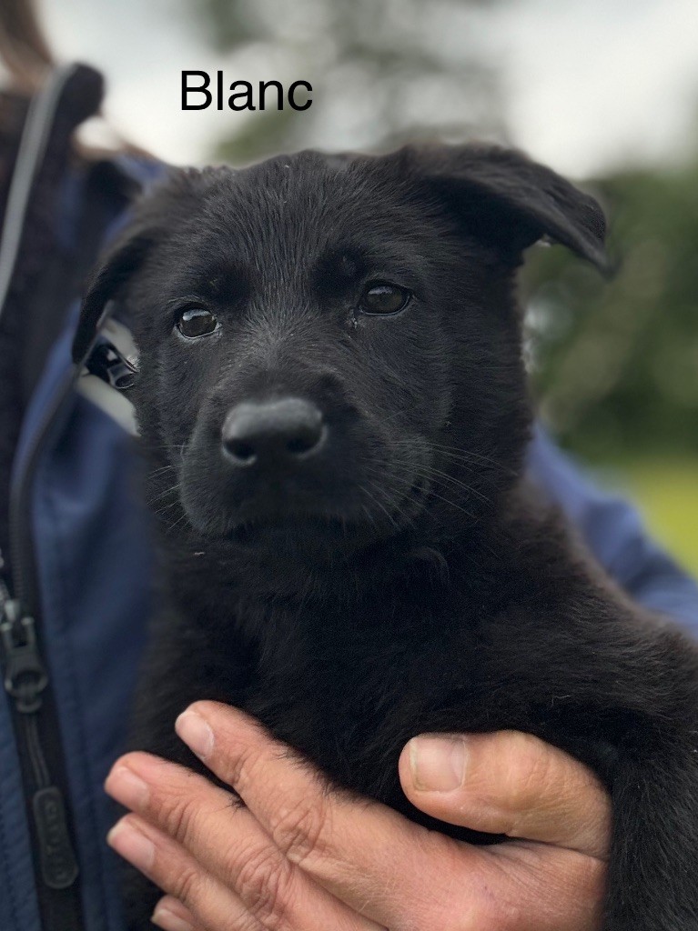 du puits a loups - Chiots disponibles - Berger Allemand