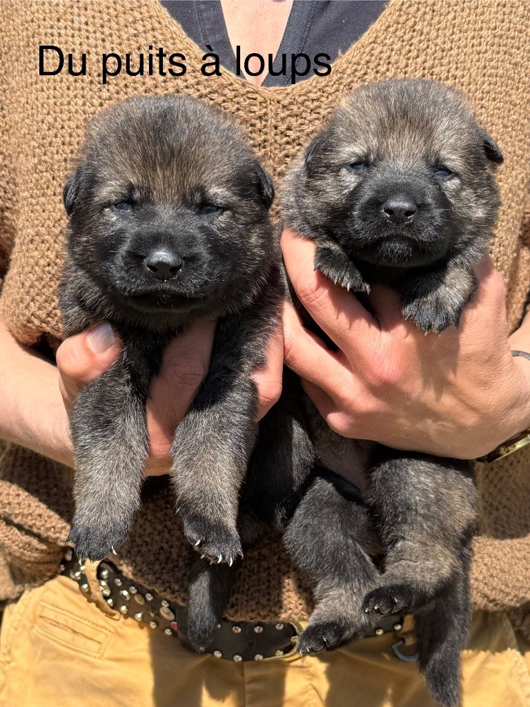 du puits a loups - Chiots disponibles - Berger Allemand