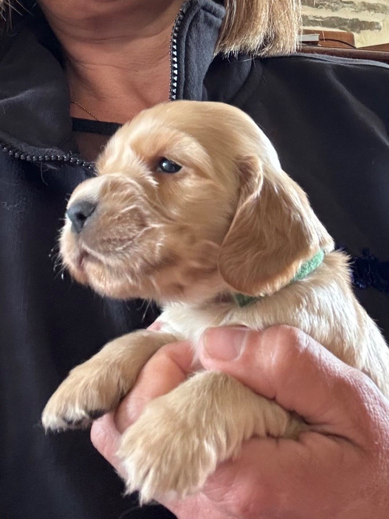 du puits a loups - Chiots disponibles - Cocker Spaniel Anglais
