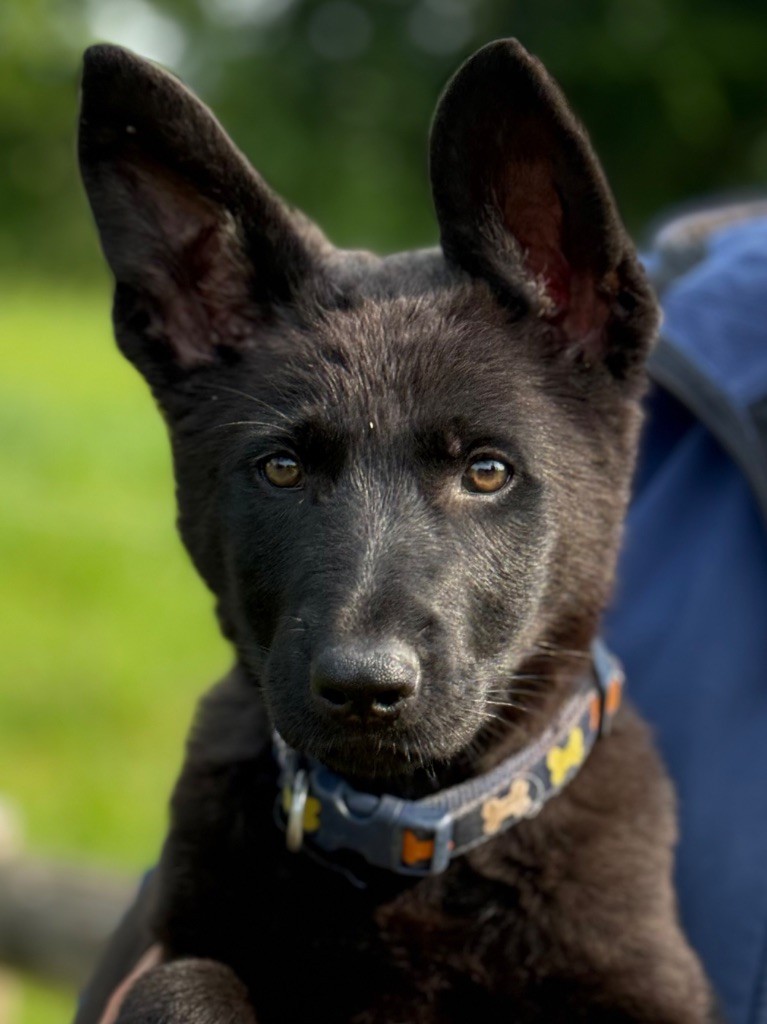 du puits a loups - Chiots disponibles - Berger Allemand