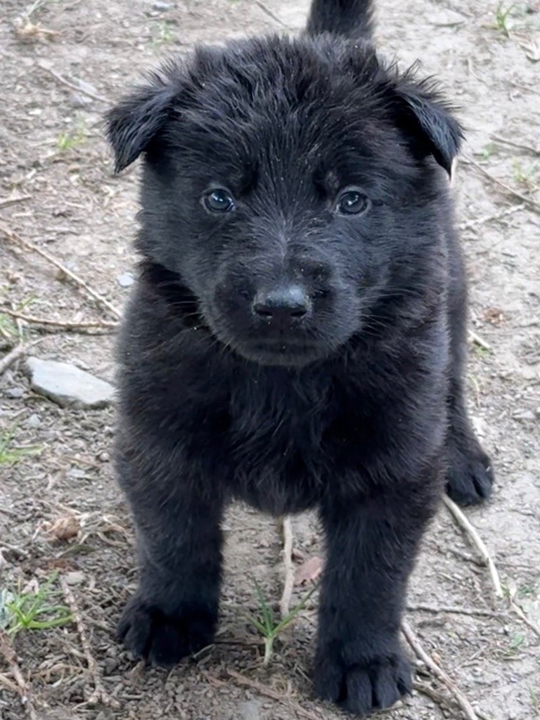 du puits a loups - Chiots disponibles - Berger Allemand