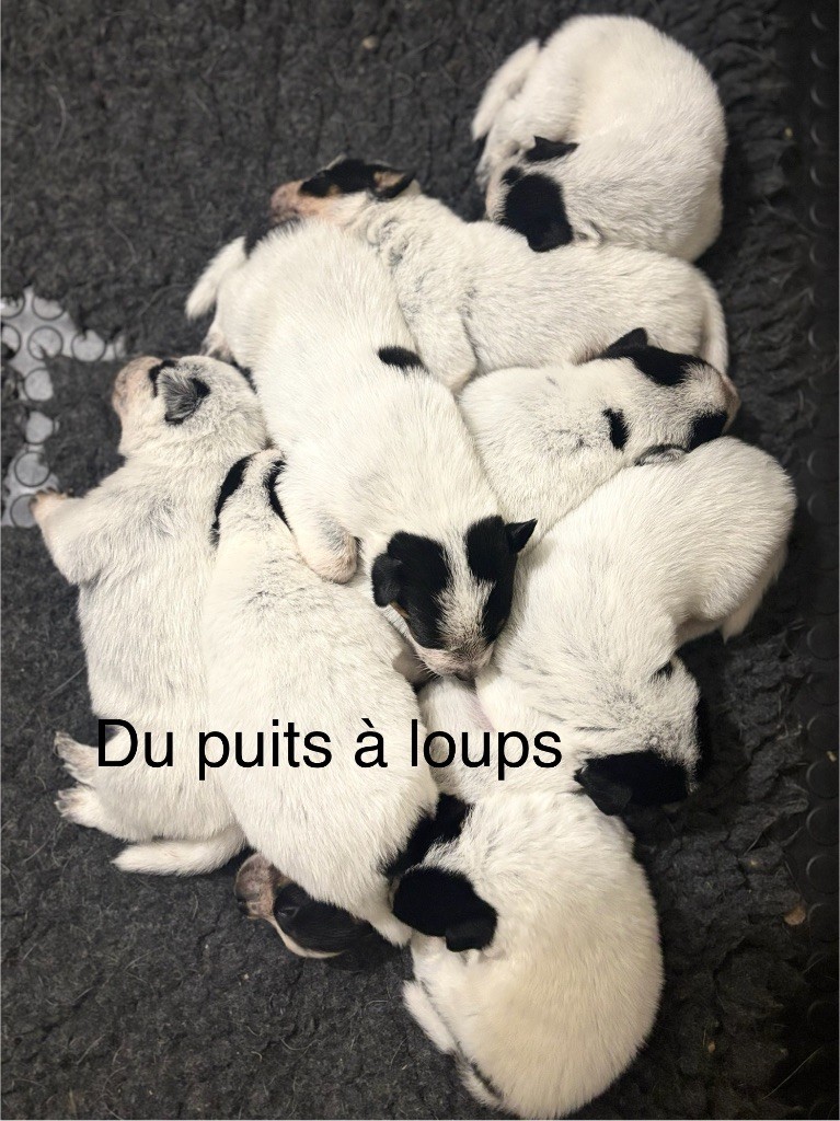 du puits a loups - Bouvier australien - Portée née le 16/05/2025
