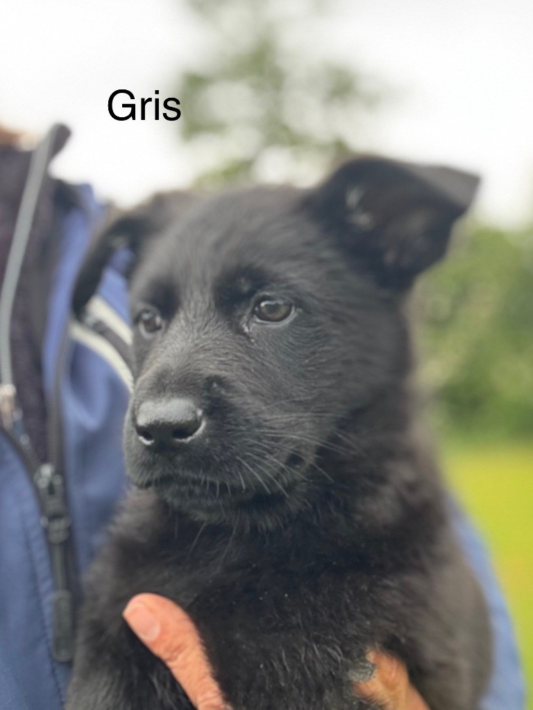 du puits a loups - Chiots disponibles - Berger Allemand
