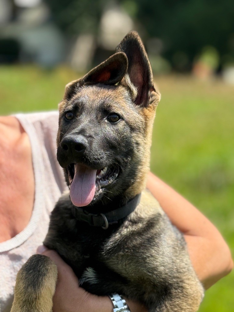 du puits a loups - Chiots disponibles - Berger Allemand