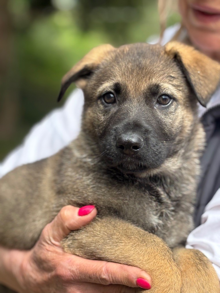 du puits a loups - Chiots disponibles - Berger Allemand