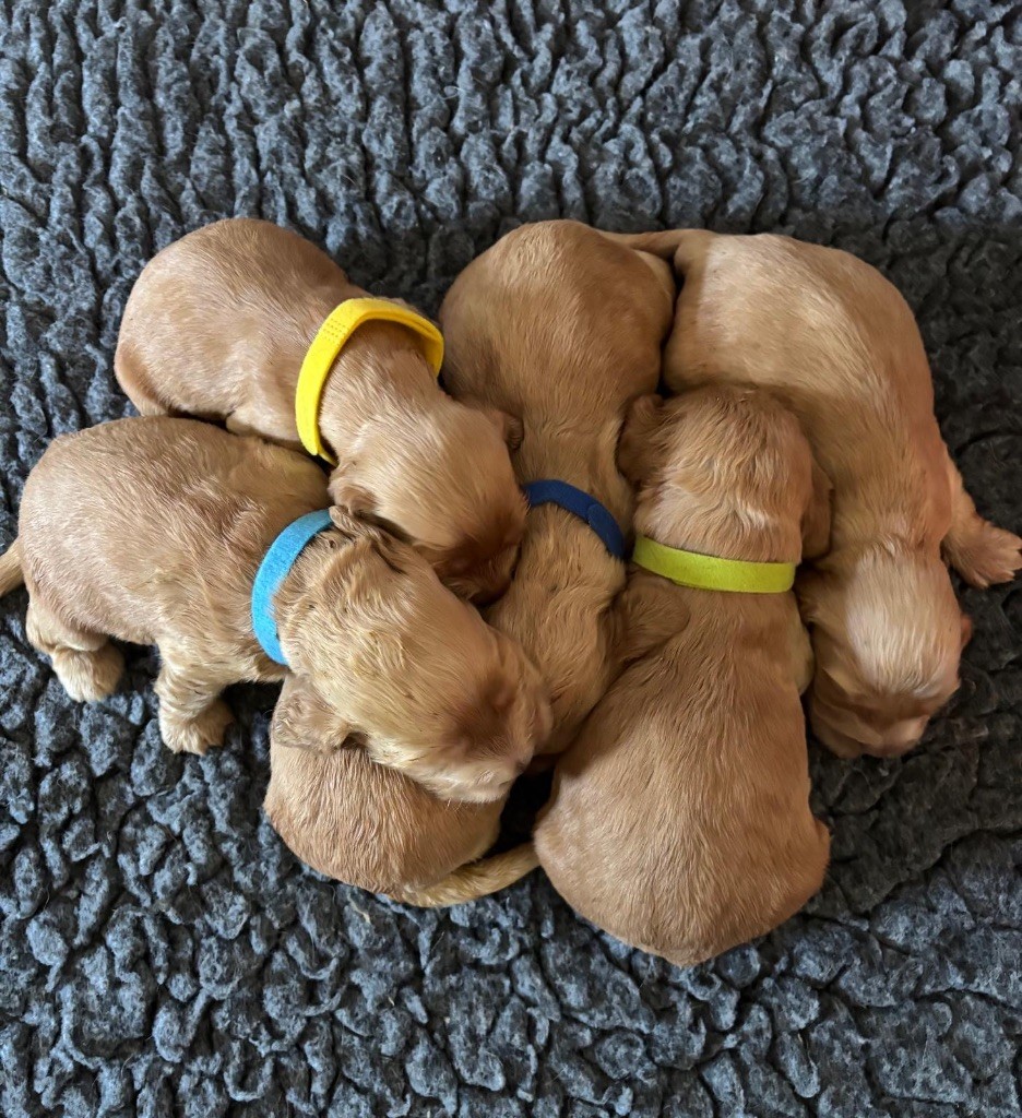 du puits a loups - Chiots disponibles - Cocker Spaniel Anglais