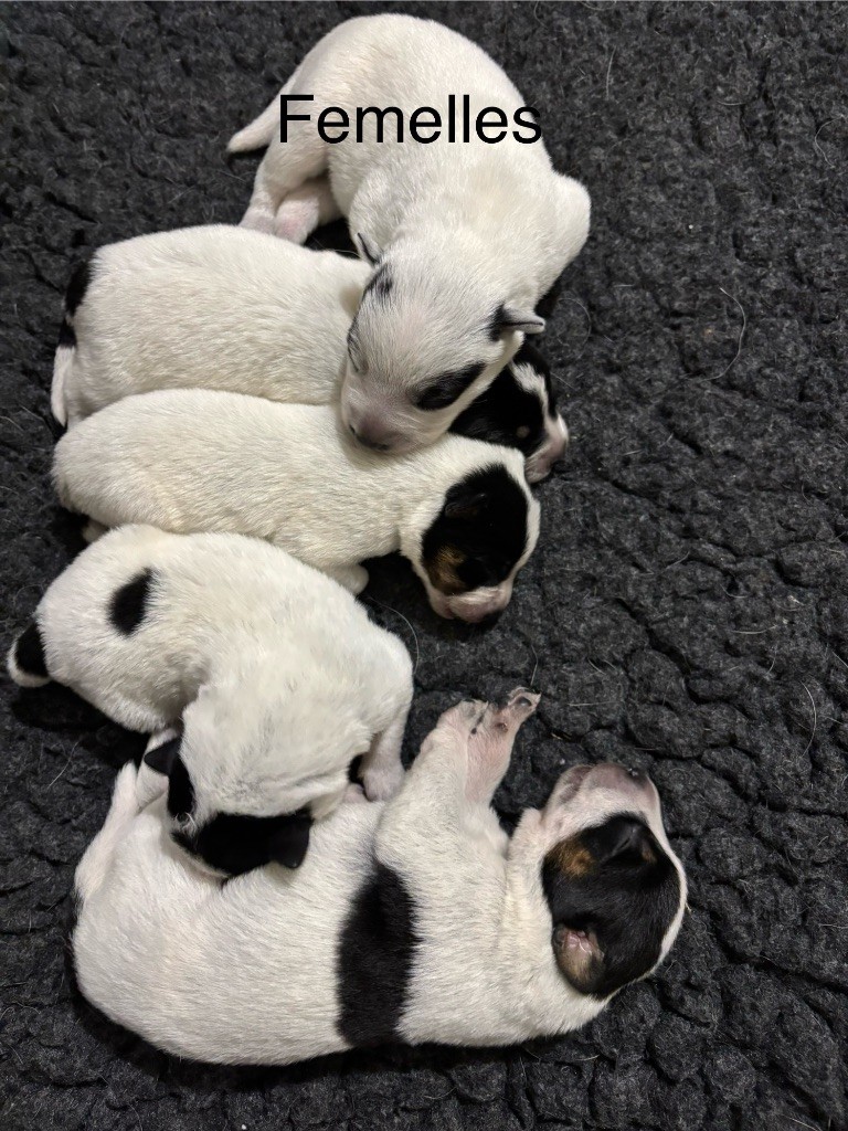 du puits a loups - Chiots disponibles - Bouvier australien