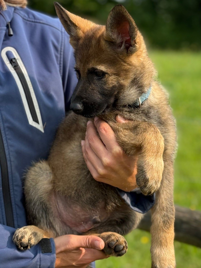 du puits a loups - Chiots disponibles - Berger Allemand