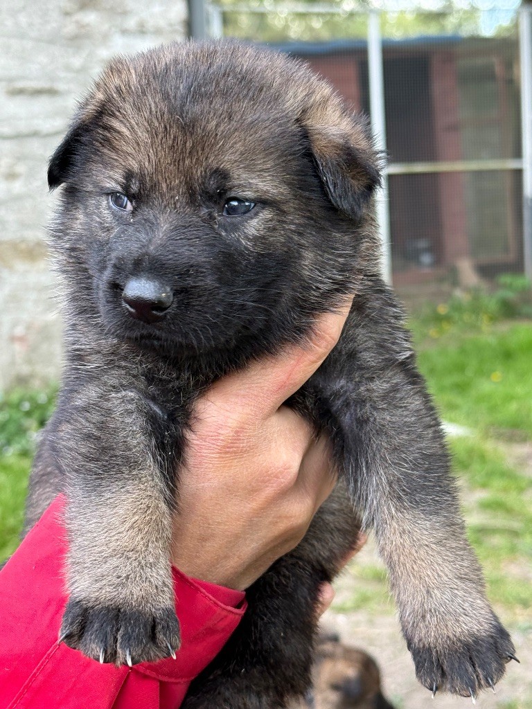du puits a loups - Chiots disponibles - Berger Allemand